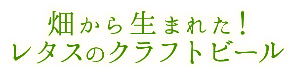 畑から生まれた!レタスのクラフトビール